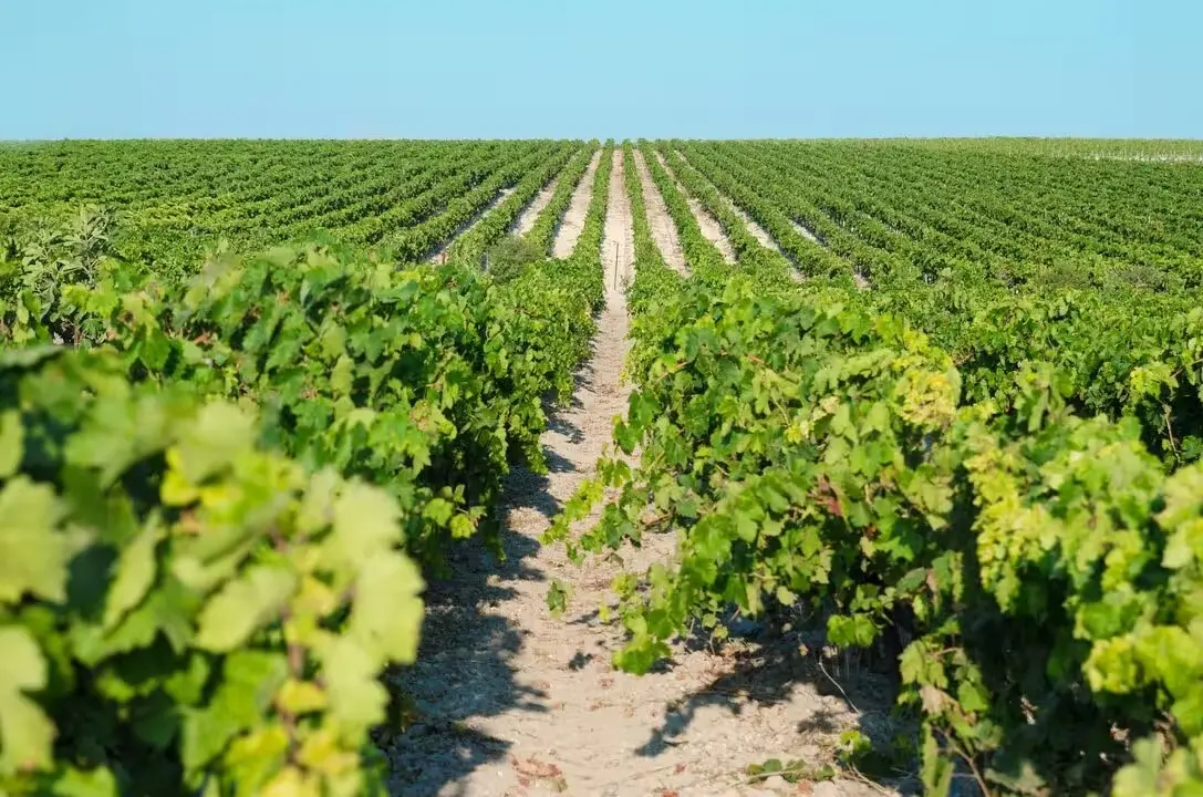 Vendimia del Marco de Jerez. | Europa Press.