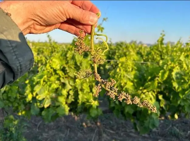  Racimo afectado por el mildiu.  - Andaluc&iacute;a Informaci&oacute;n 