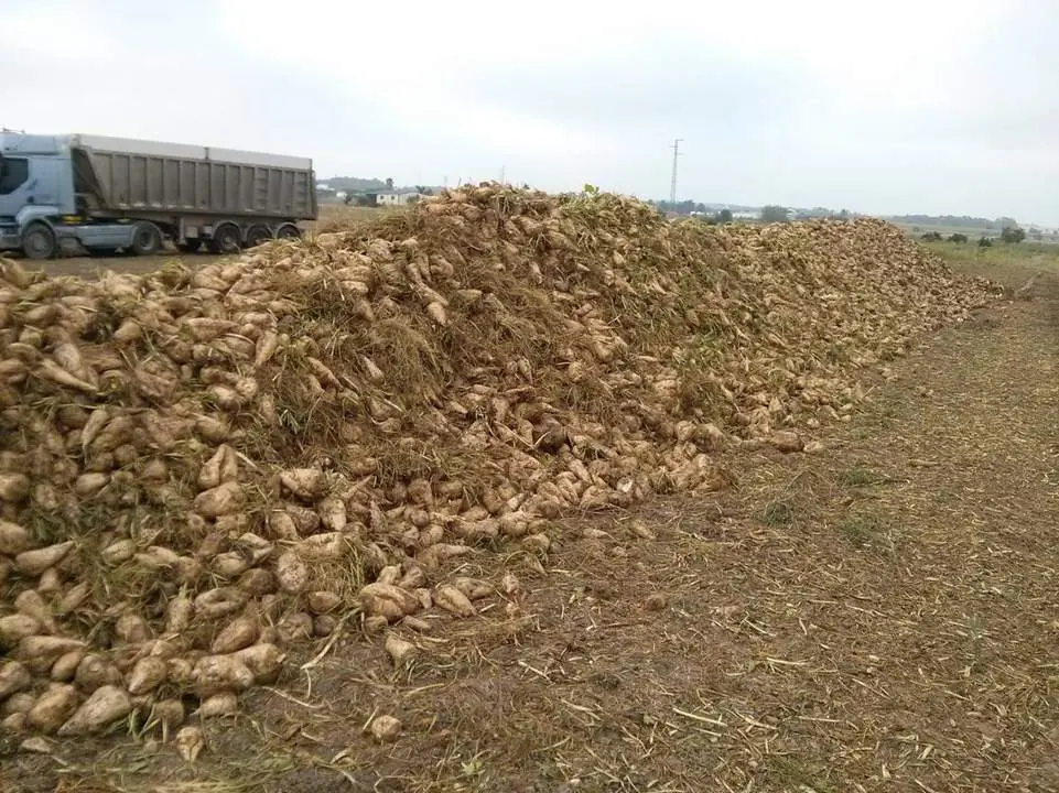  Recogida de la remolacha en un campo de la provincia  - COAG 