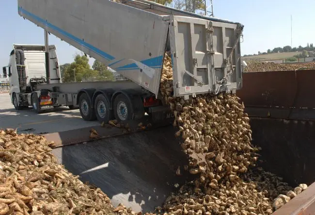 Un cami&oacute;n descargan remolacha en la azucarera de Jerez. | Viva 