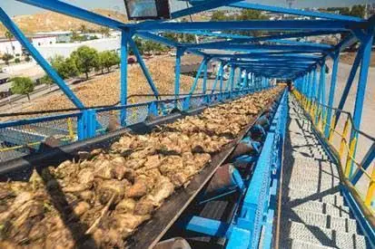 La remolacha en la f&aacute;brica azucarera del Portal - Viva 