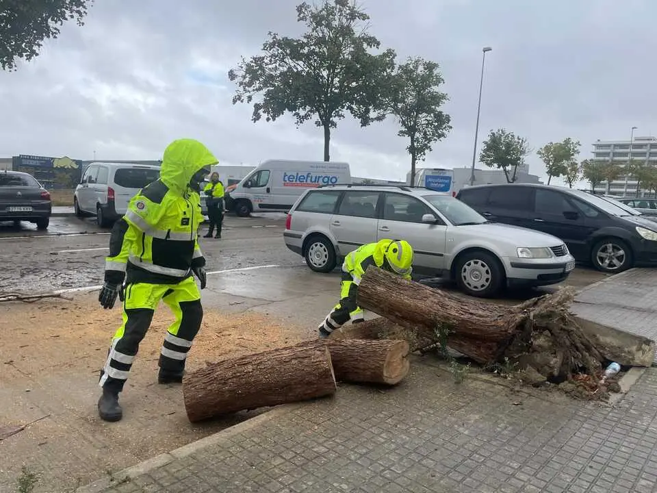 Bomberos talando un &aacute;rbol que se hab&iacute;a desprendido sobre un coche. | Viva Jerez. 