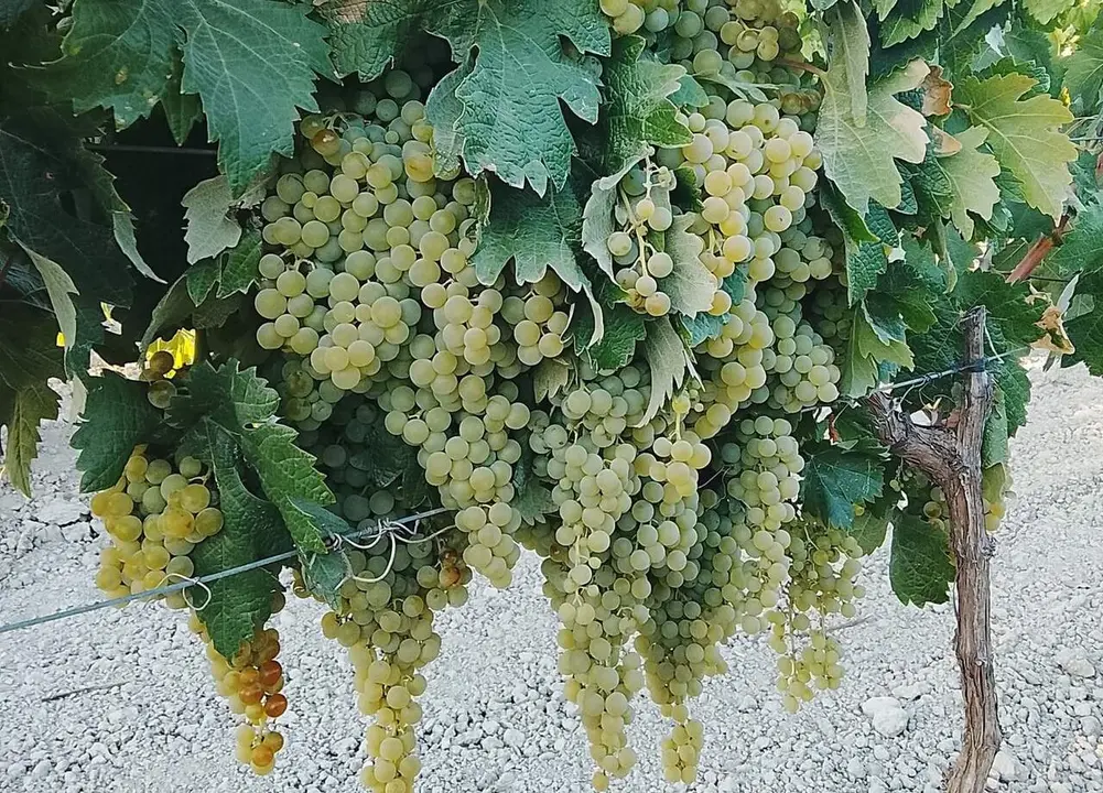  Estado actual de la uva en uno de los pagos de Trebujena. | Viva Jerez. 