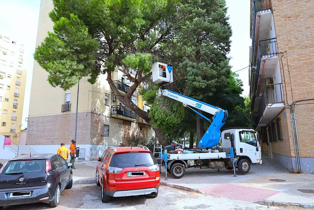  Poda de arbolado en la plaza J&uacute;piter, en San Gin&eacute;s de la Jara. | Viva Jerez. 