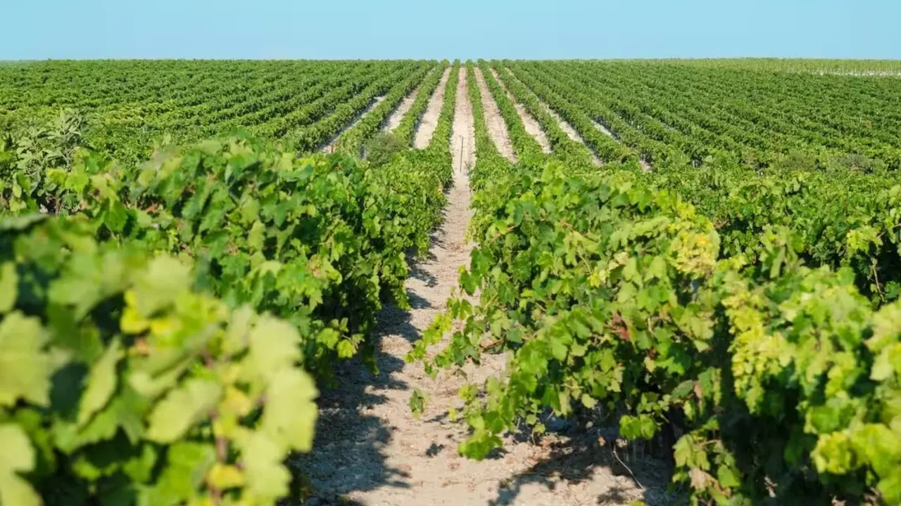 Vendimia del Marco de Jerez. | Europa Press.