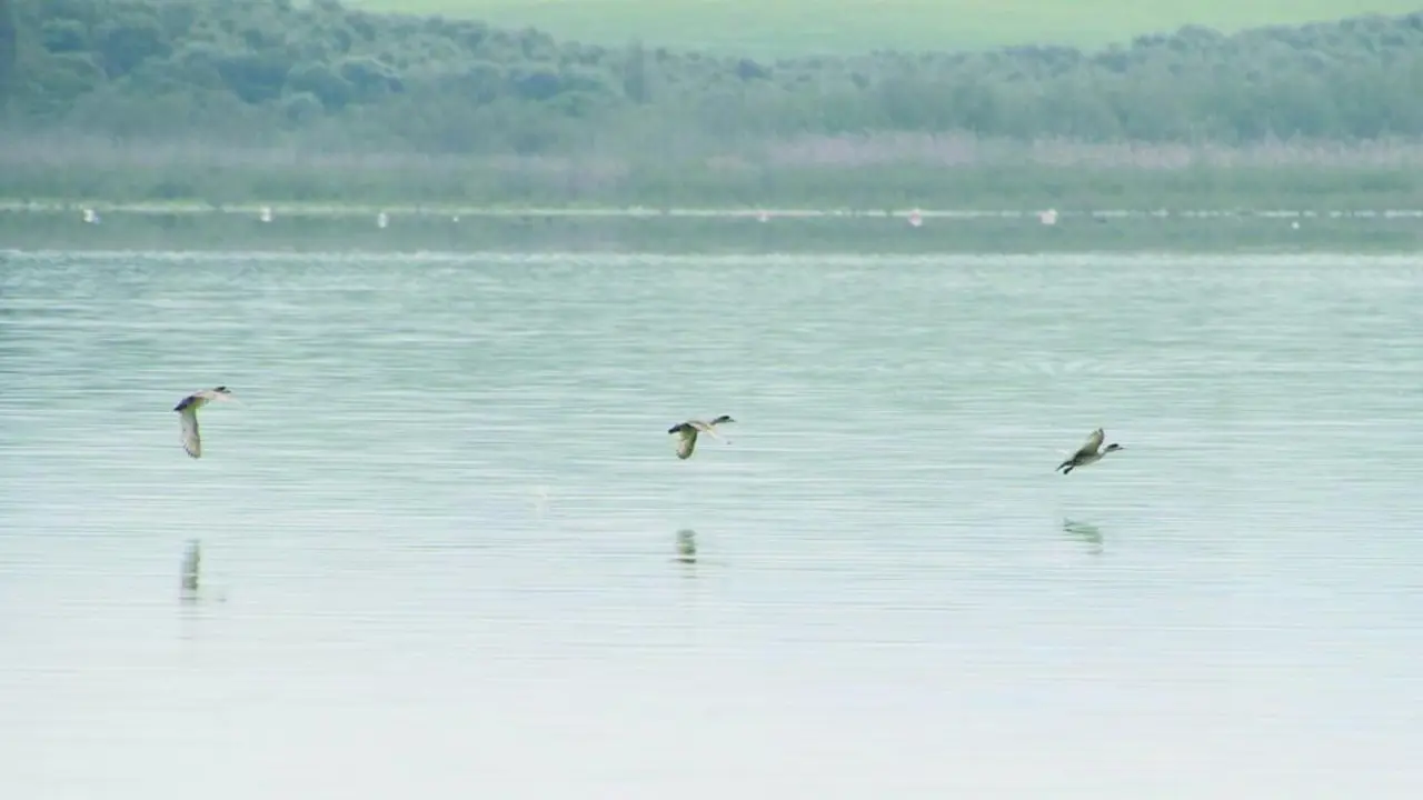  La Laguna de Medina, en plena campi&ntilde;a de Jerez. / Viva 