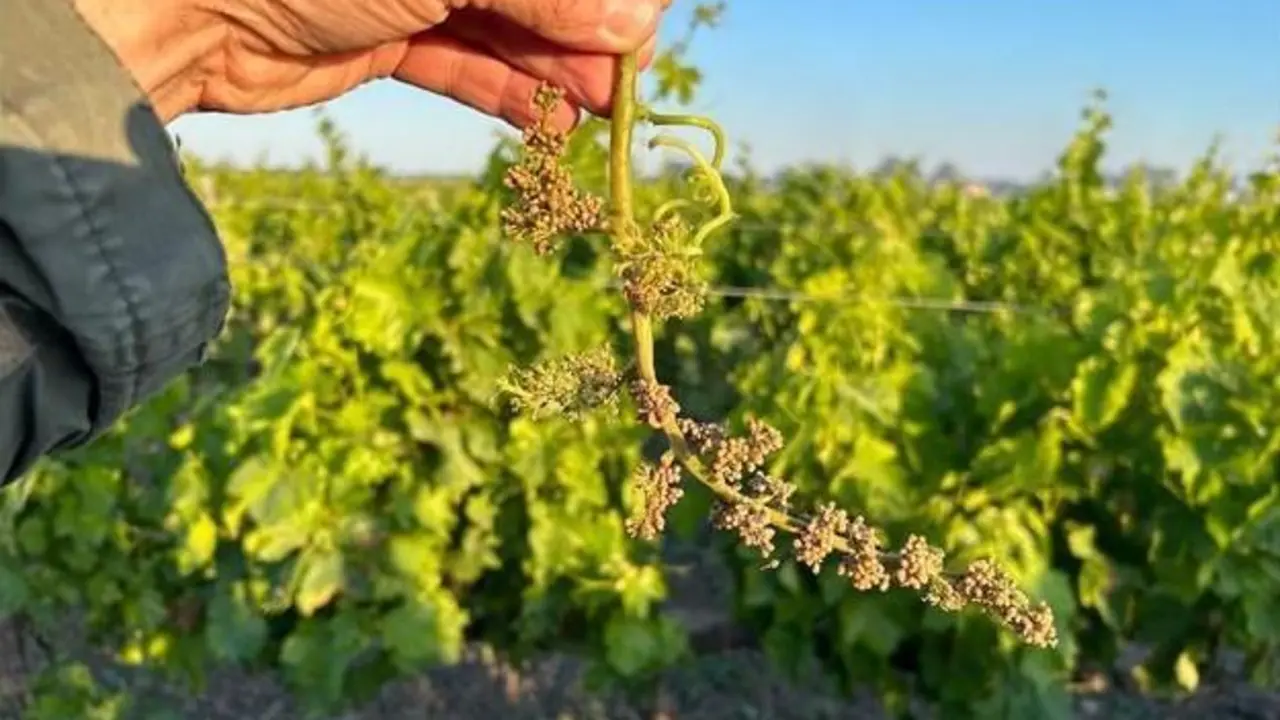  Racimo afectado por el mildiu.  - Andaluc&iacute;a Informaci&oacute;n 