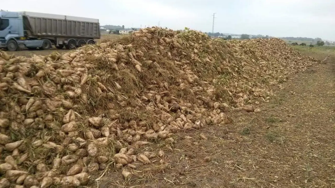  Recogida de la remolacha en un campo de la provincia  - COAG 