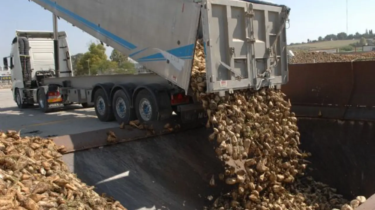  Un cami&oacute;n descargan remolacha en la azucarera de Jerez. | Viva 