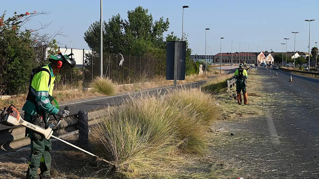  Trabajos de desbroce para aminorar el riesgo de incendios y mejorar la seguridad vial. | Viva Jerez. 