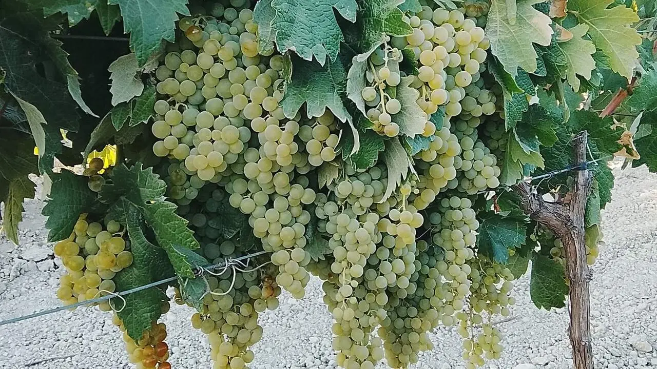  Estado actual de la uva en uno de los pagos de Trebujena. | Viva Jerez. 