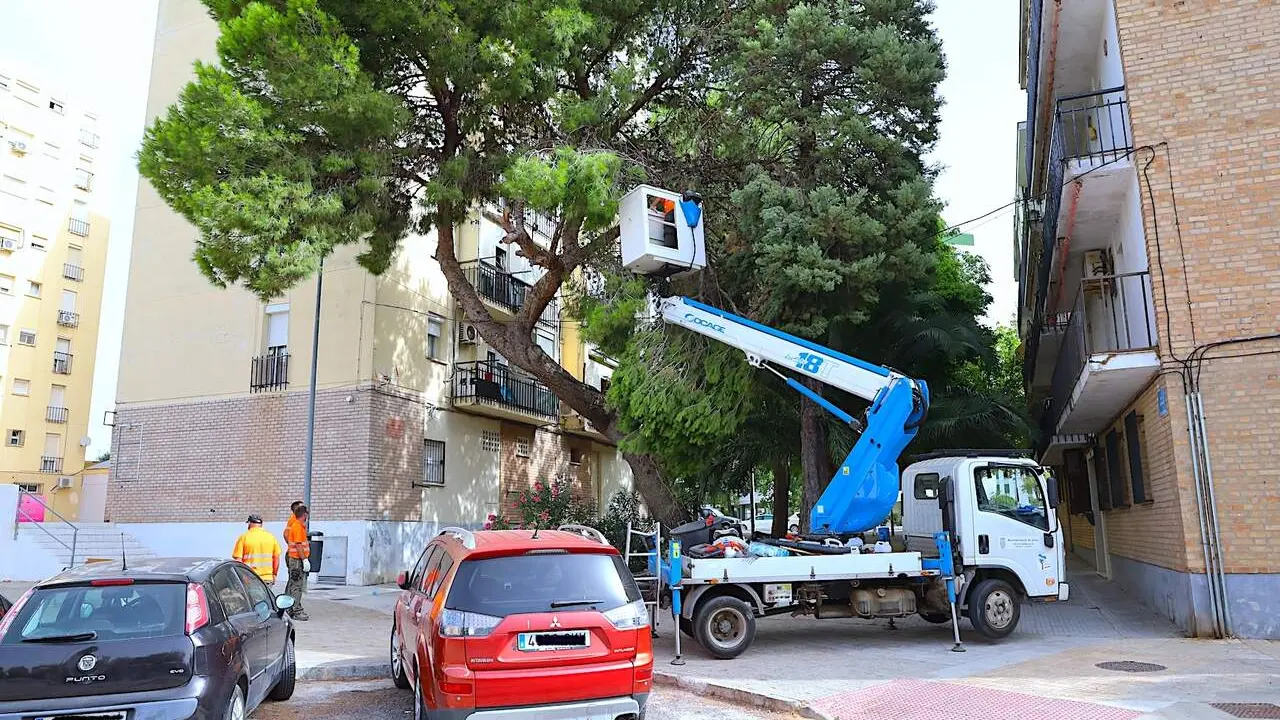  Poda de arbolado en la plaza J&uacute;piter, en San Gin&eacute;s de la Jara. | Viva Jerez. 