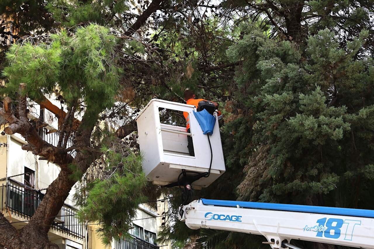 Poda de arbolado en la plaza Júpiter, en San Ginés de la Jara. | Viva Jerez.